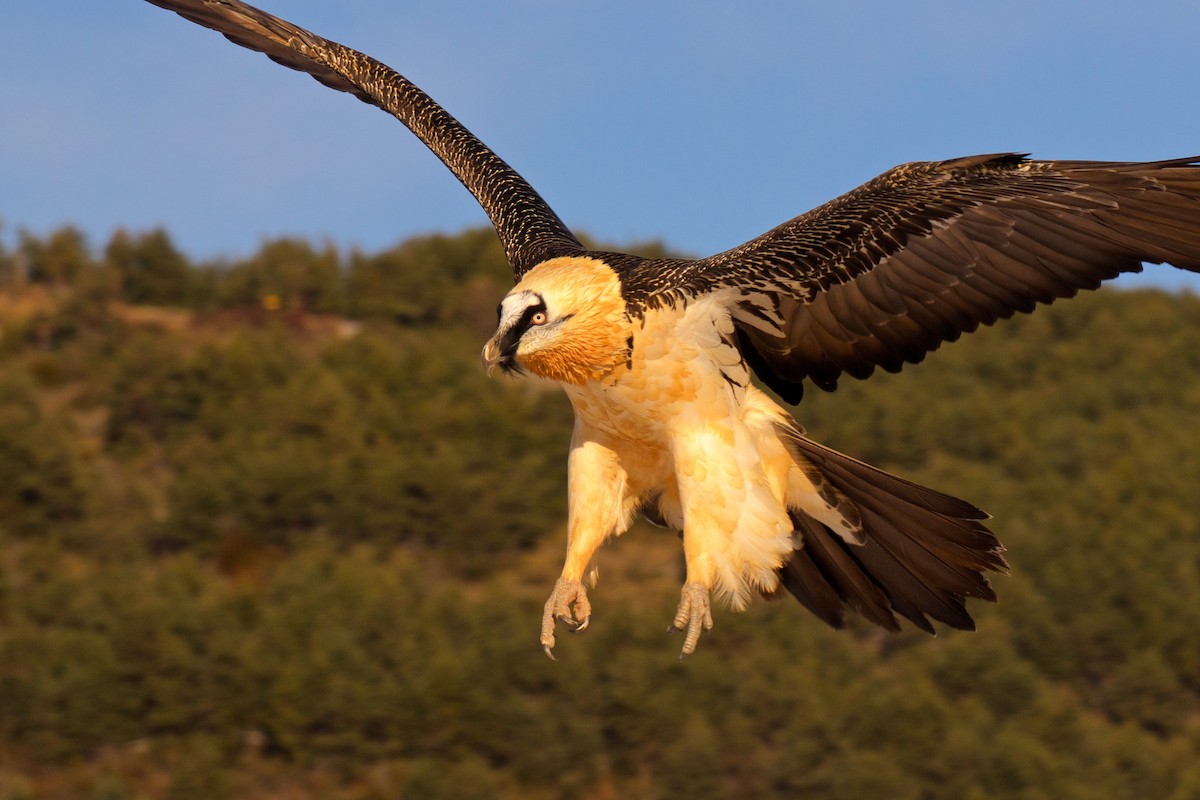Bearded Vulture - ML285792461