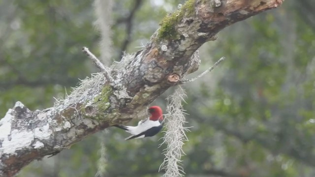 Red-headed Woodpecker - ML285794181