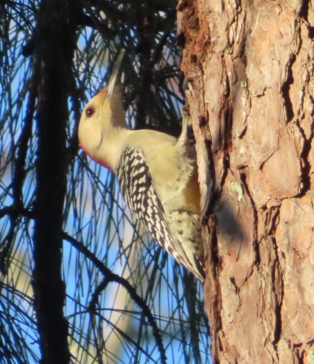 eBird Checklist 5 Dec 2020 3804 Crab Catcher Loop NE, Leland USNC