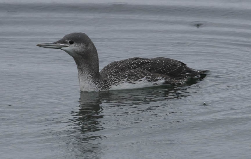 Red-throated Loon - ML285800511