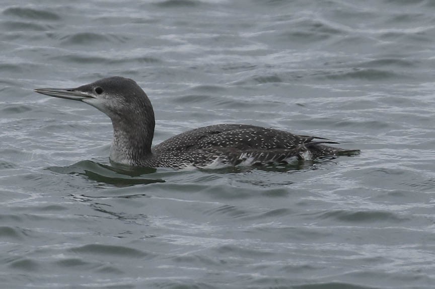 Red-throated Loon - ML285800521