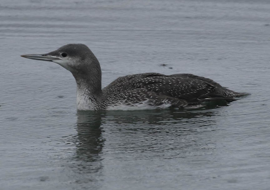 Red-throated Loon - ML285800531