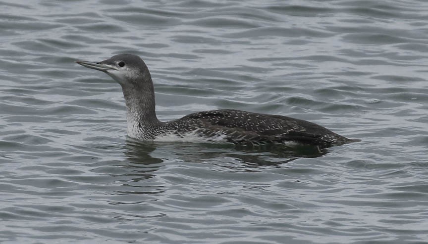 Red-throated Loon - ML285800541