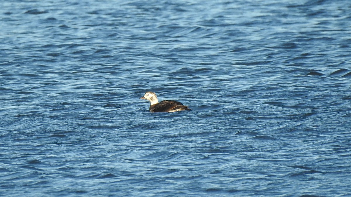 Long-tailed Duck - ML285801171