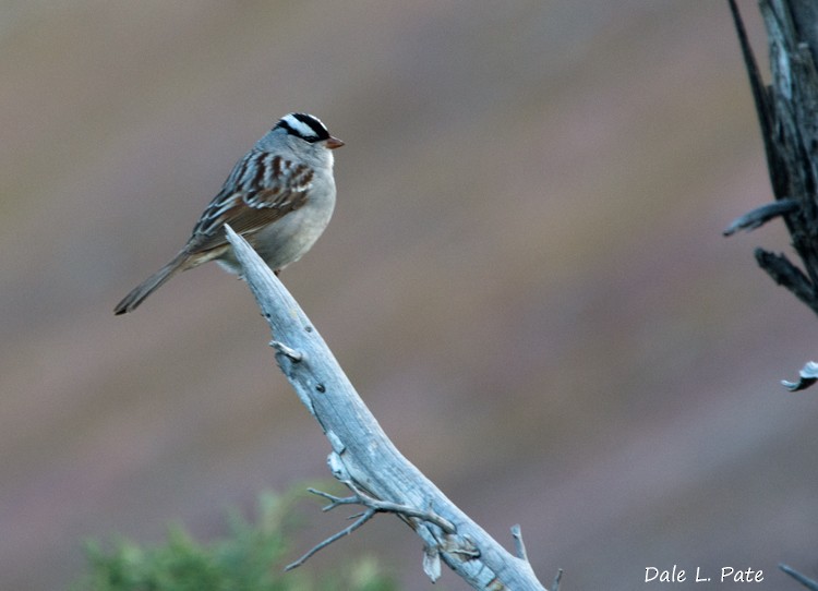 White-crowned Sparrow - Dale Pate