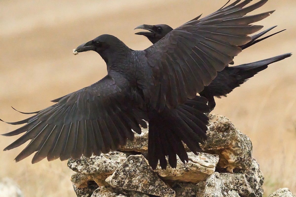 Common Raven - Miguel Rouco