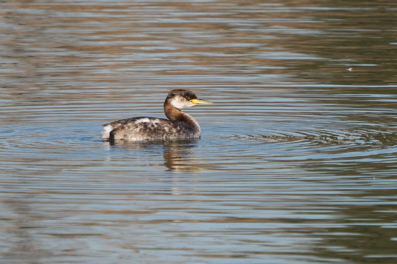 Red-necked Grebe - ML285809041