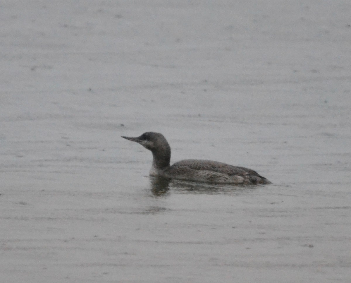 Red-throated Loon - ML285818091