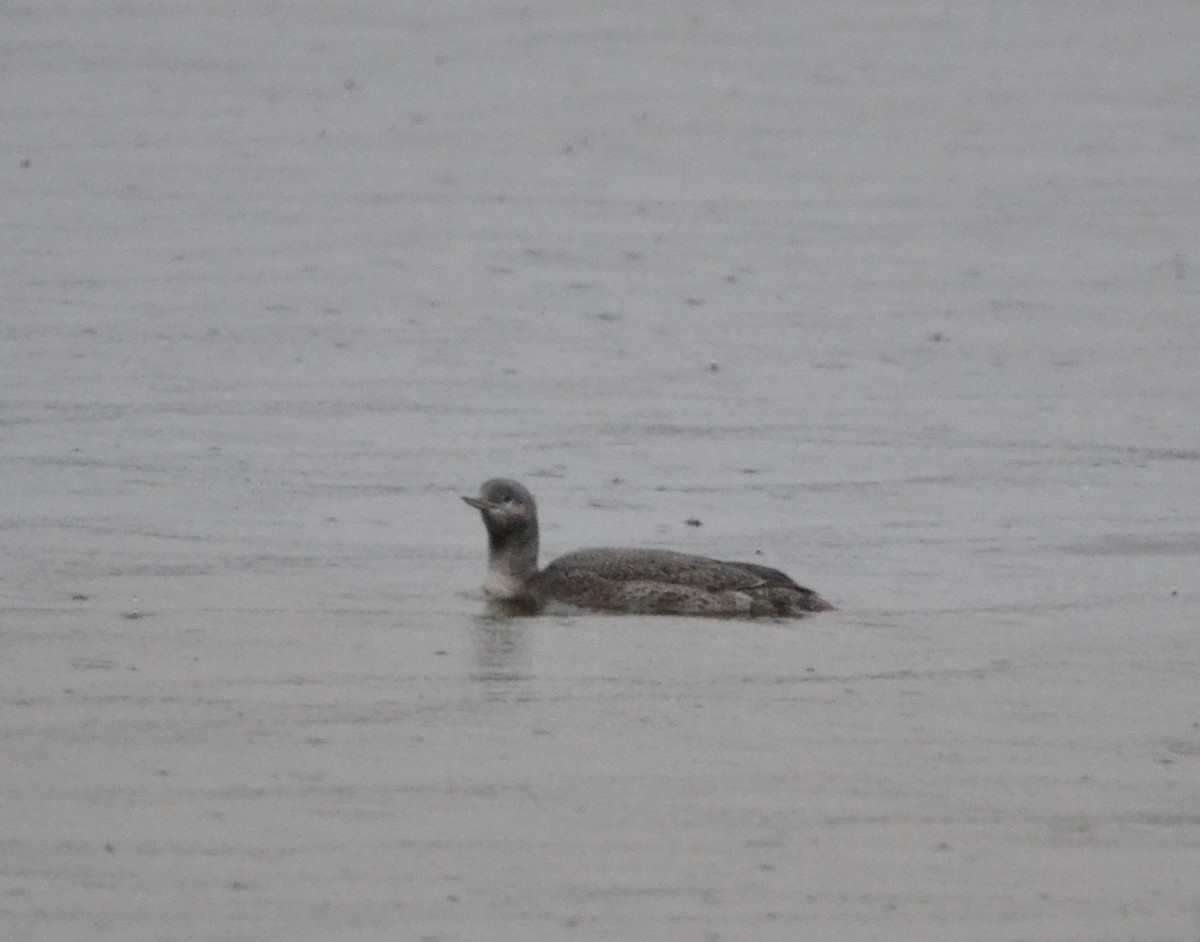 Red-throated Loon - ML285818101