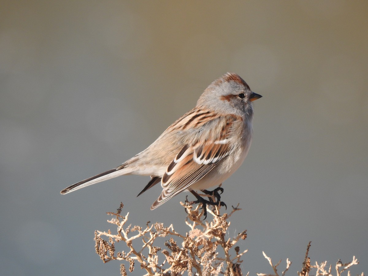 American Tree Sparrow - Monte Neate-Clegg