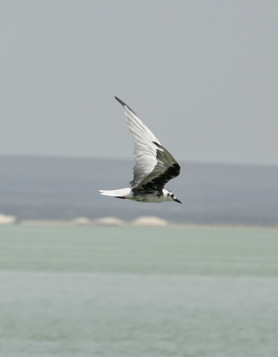White-winged Tern - Howie Nielsen
