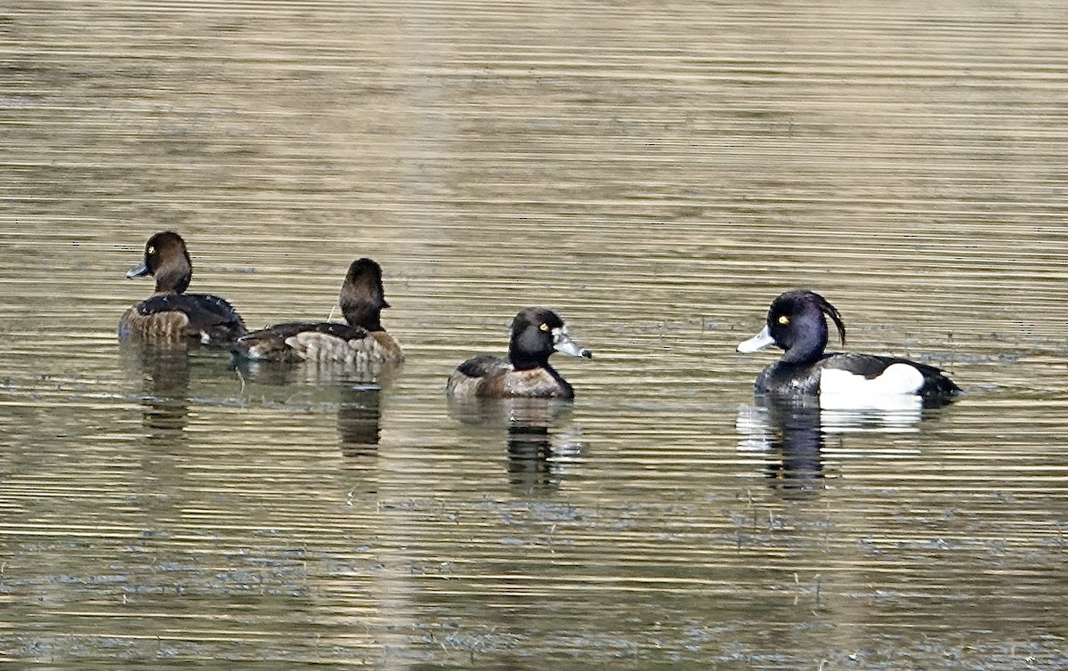 Tufted Duck - ML285836211
