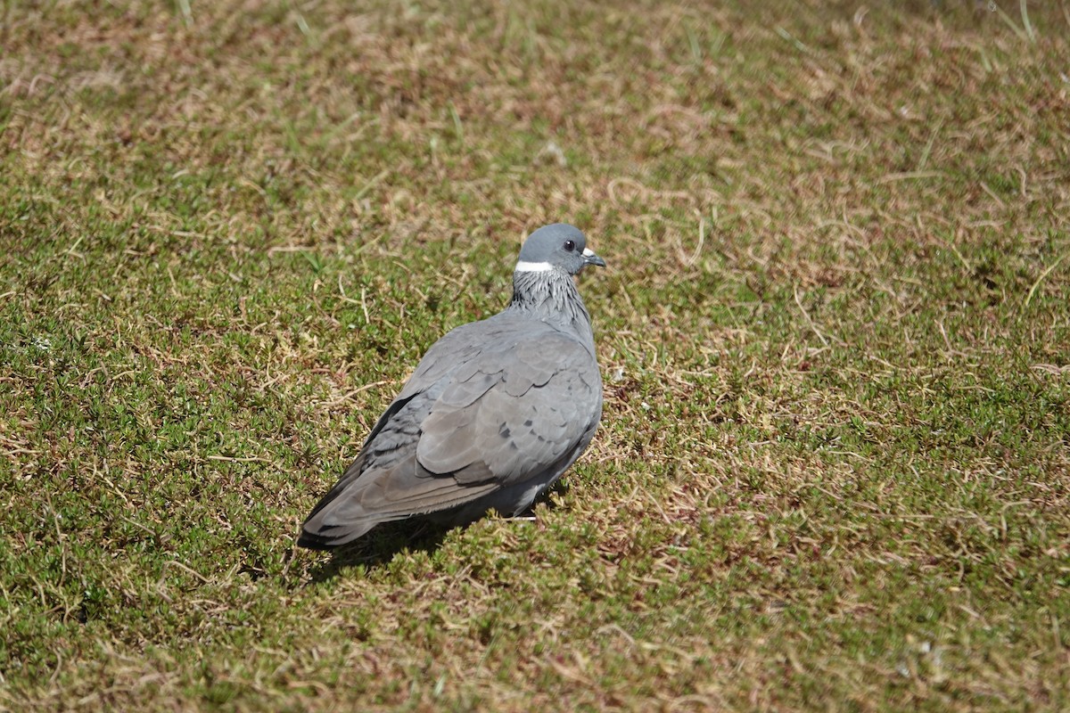 White-collared Pigeon - Howie Nielsen