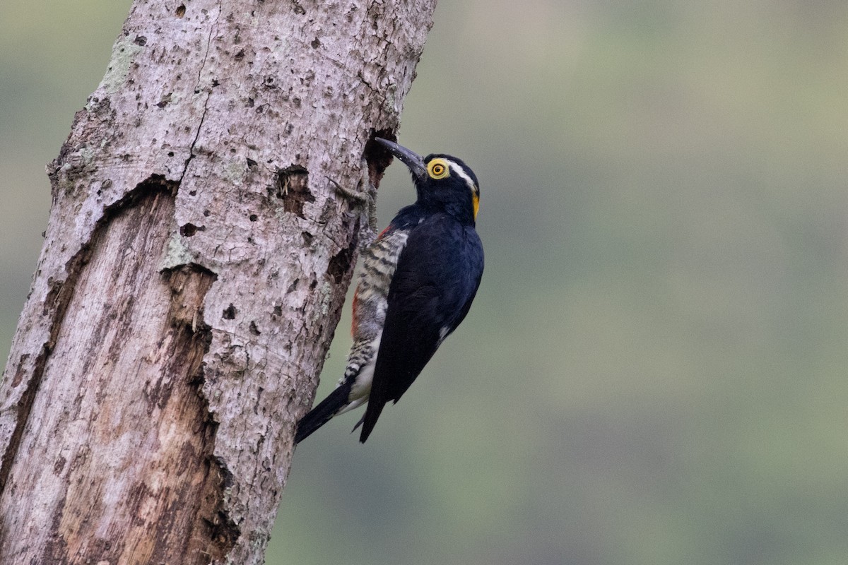 Yellow-tufted Woodpecker - Thibaud Aronson