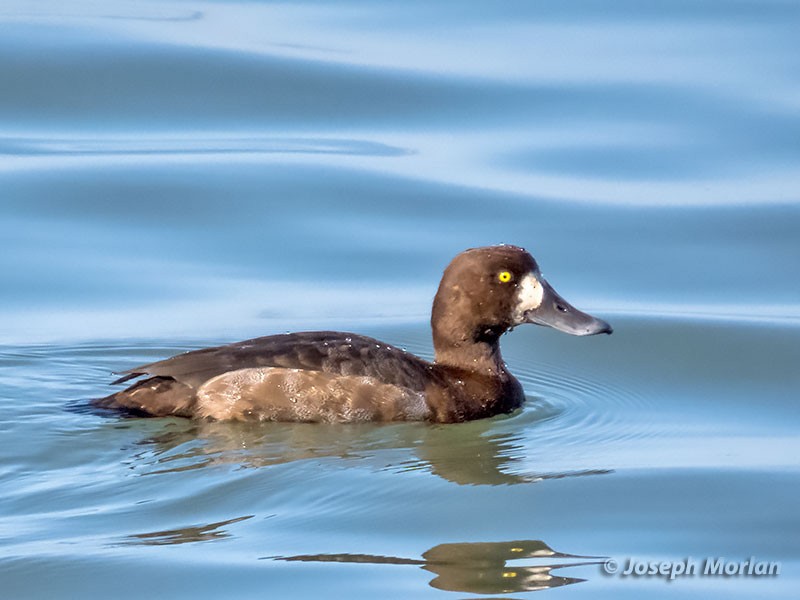 Greater Scaup - ML285848171