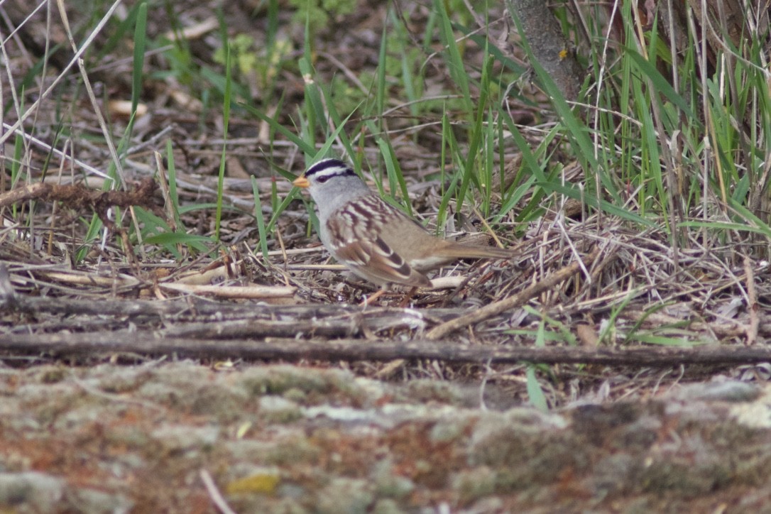 White-crowned Sparrow - ML28584901