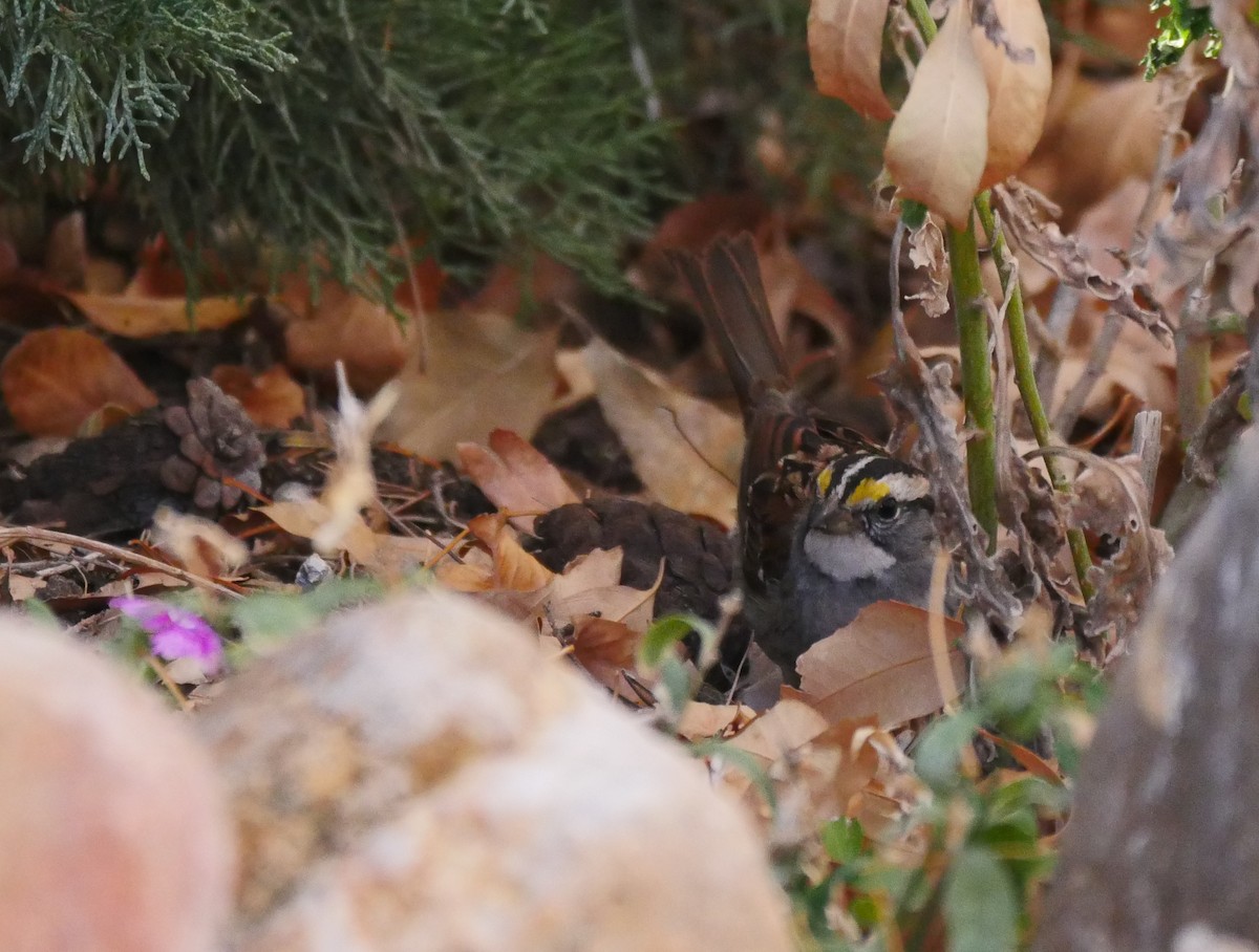 White-throated Sparrow - Jarrod  Swackhamer