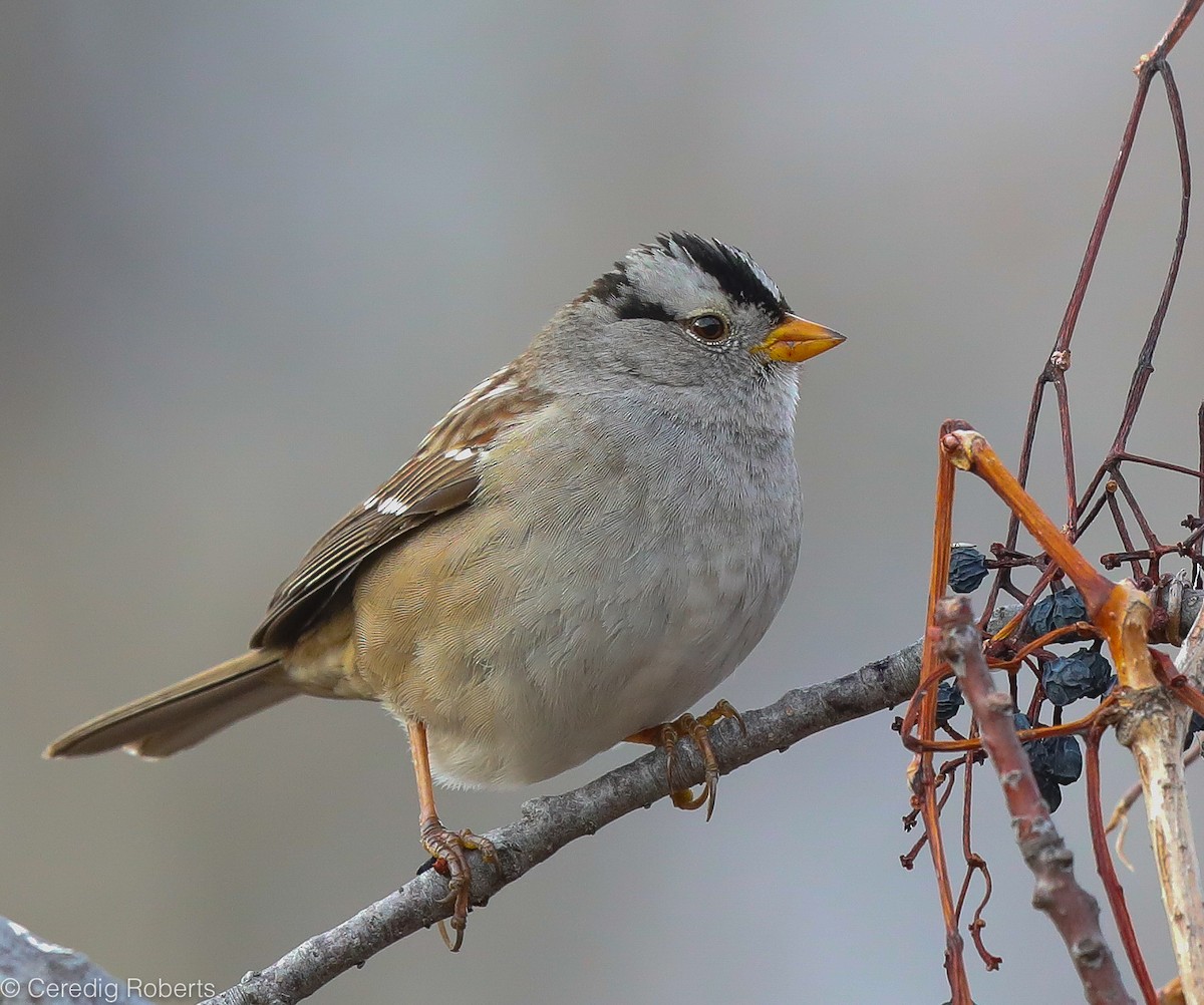 White-crowned Sparrow - Ceredig  Roberts