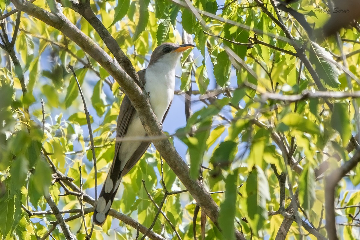Pearly-breasted Cuckoo - Pablo Serur