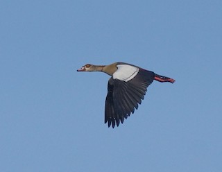 Egyptian Goose, ML285864291
