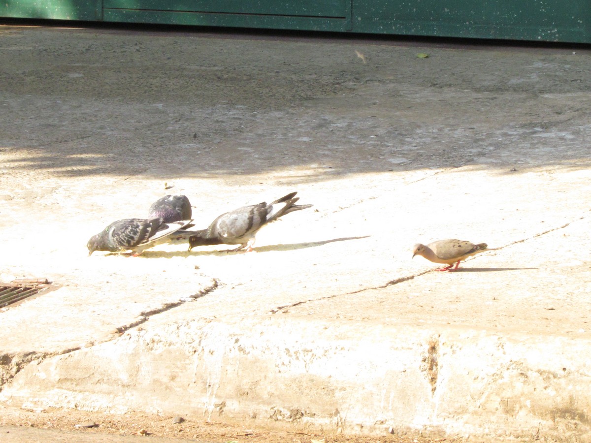 Rock Pigeon (Feral Pigeon) - Selene Torres V.
