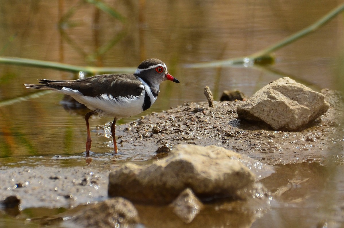 Three-banded Plover - ML285866961