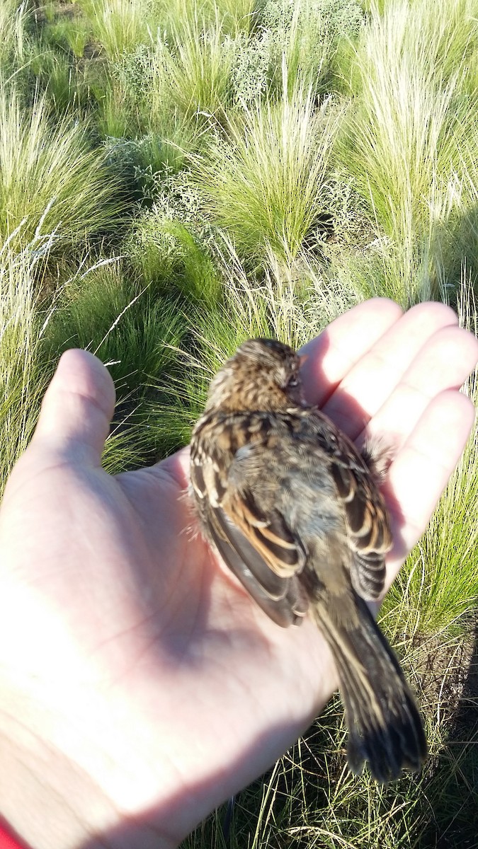 Rufous-collared Sparrow - ML28586751