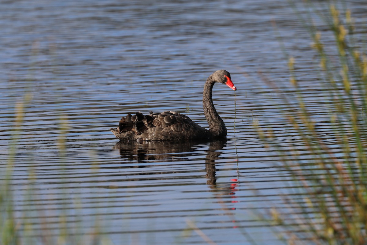Black Swan - David Ekdahl