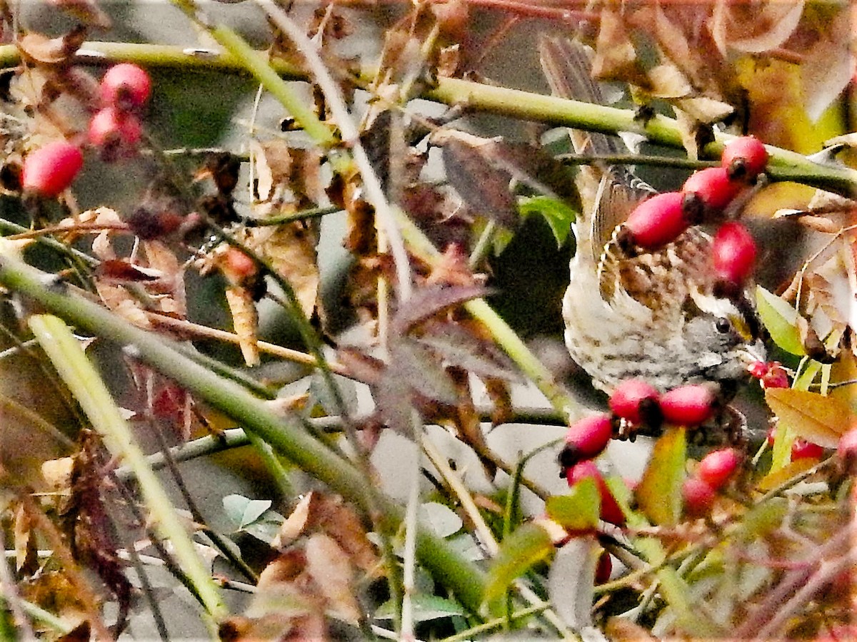 White-throated Sparrow - ML285869961