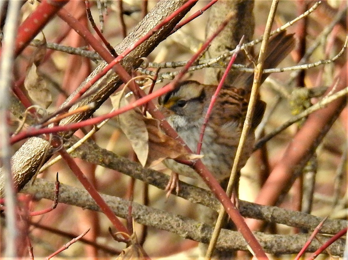 White-throated Sparrow - ML285869971
