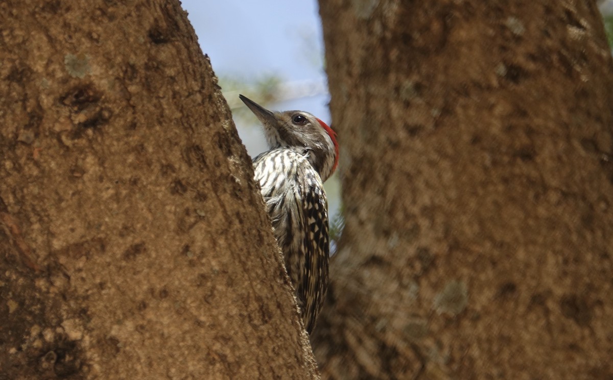 Nubian Woodpecker - ML285870581