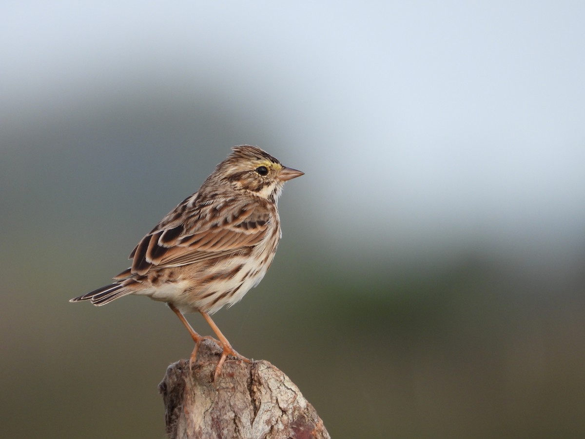 Savannah Sparrow - ML285872881
