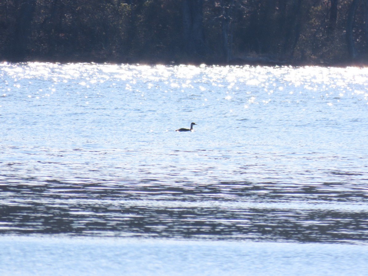 Red-necked Grebe - ML285873151