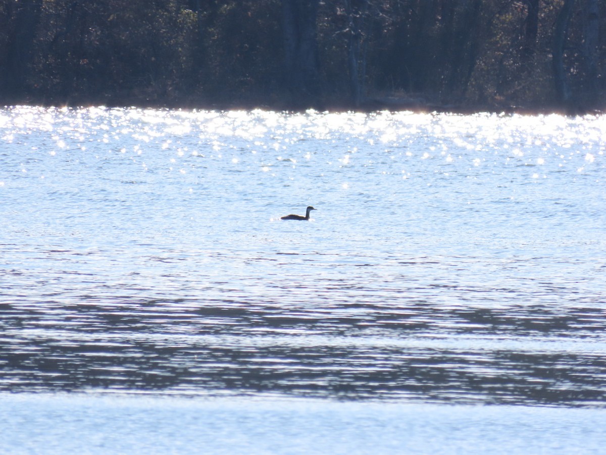 Red-necked Grebe - ML285873161