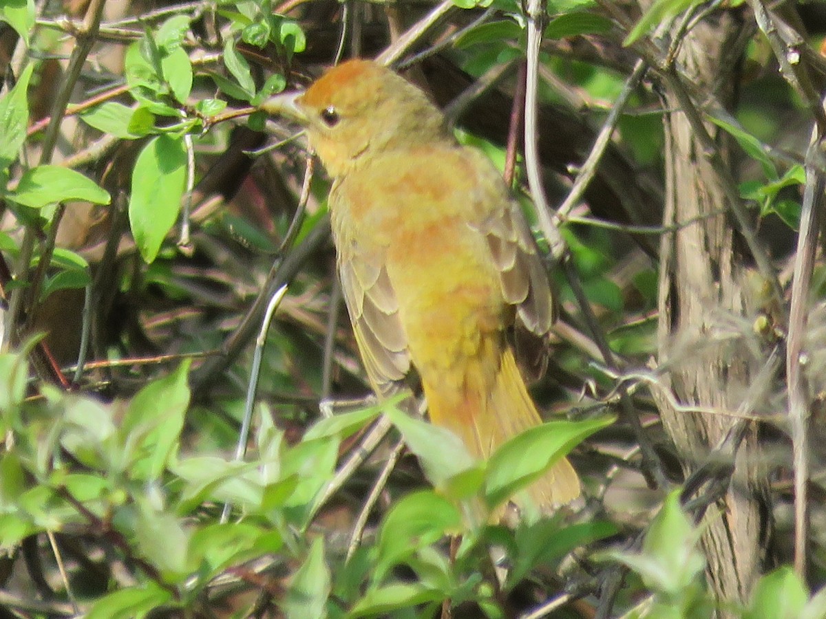 Summer Tanager - Dick Hoopes