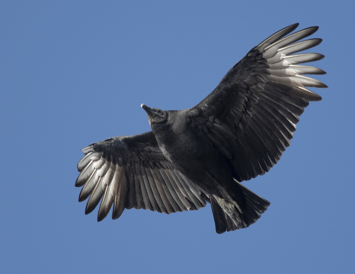 Black Vulture - Bill Bulmer