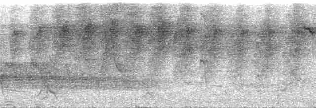 Пестрогорлый алапи (pyrrhonota) - ML285876