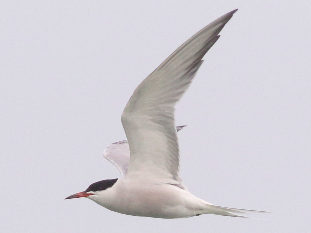 Common Tern - Mike Wanger