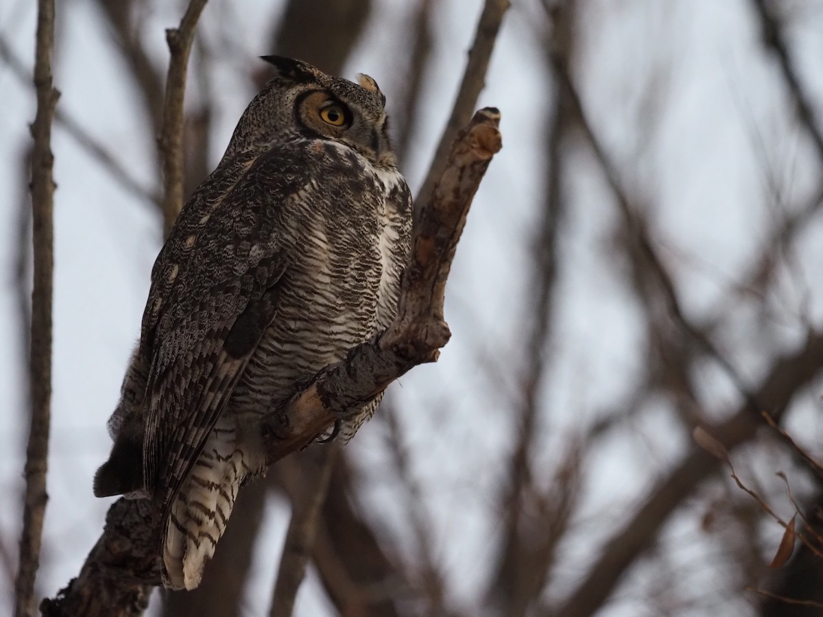 Great Horned Owl - ML285896881