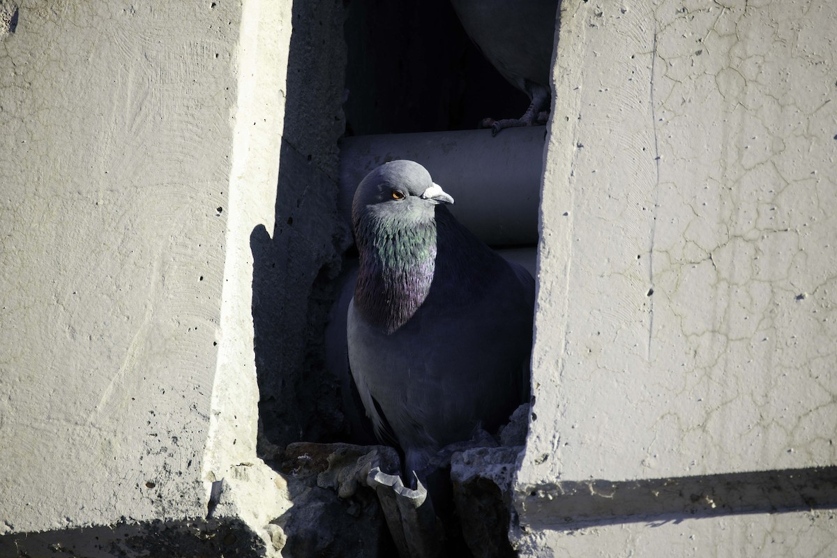 Rock Pigeon (Feral Pigeon) - ML285898121