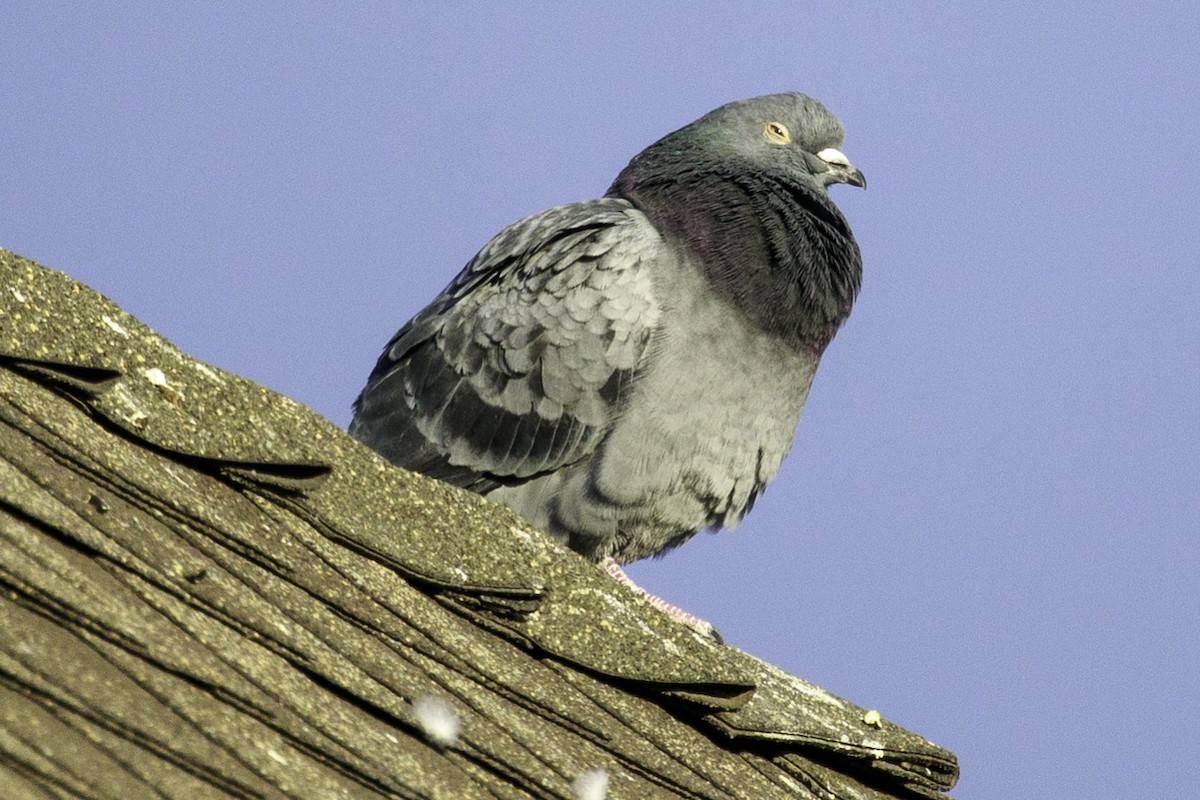 Rock Pigeon (Feral Pigeon) - Andrew Hart