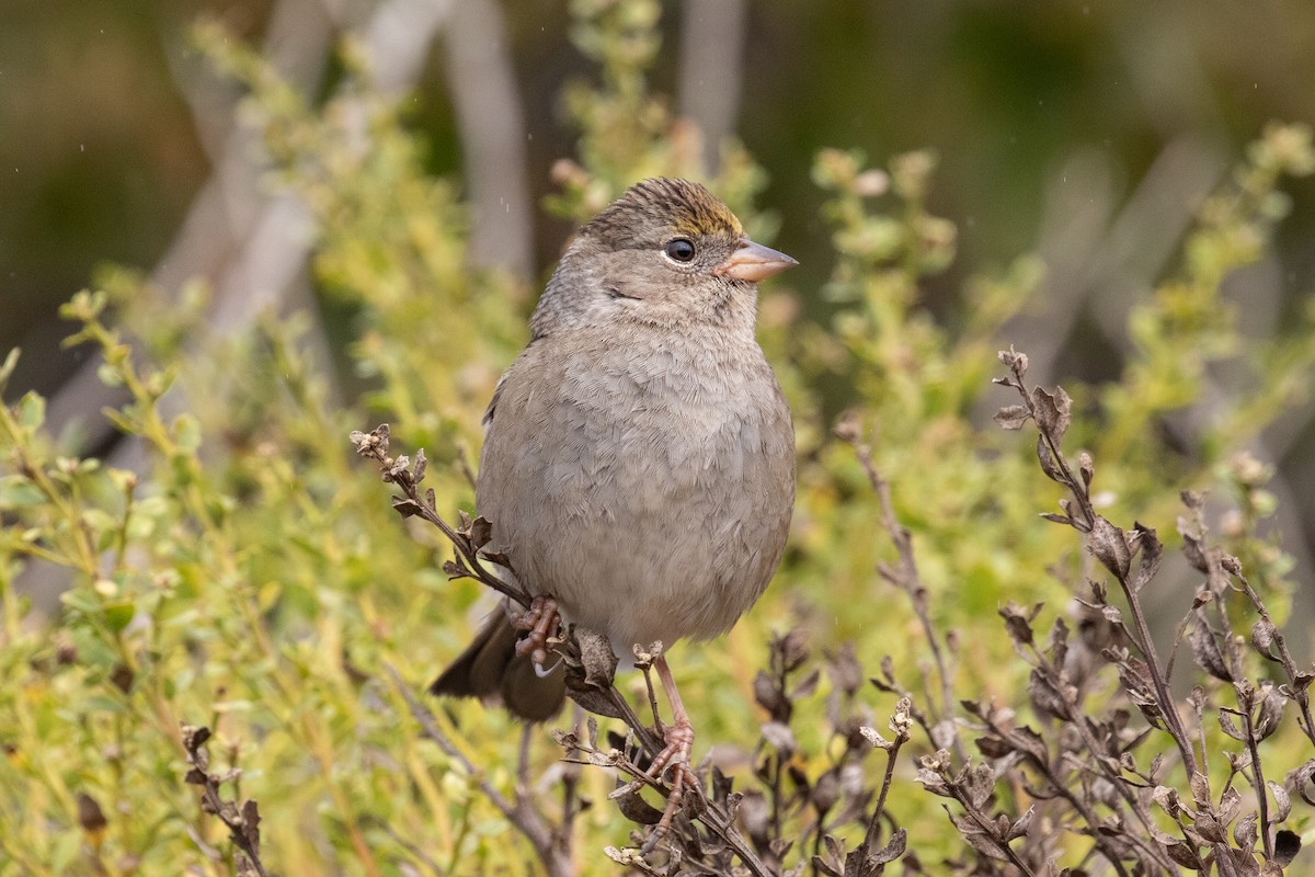 Golden-crowned Sparrow - Evan Buck