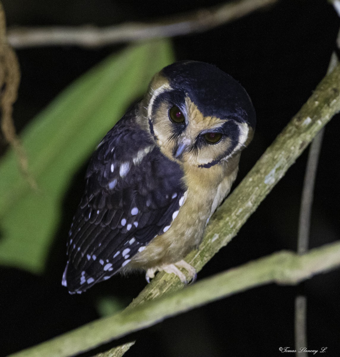 Buff-fronted Owl - ML285906591