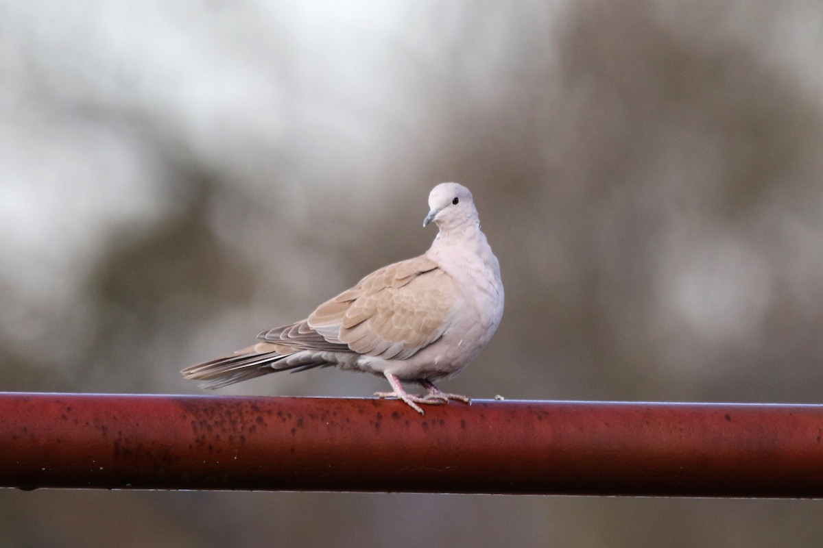 Eurasian Collared-Dove - ML285908491