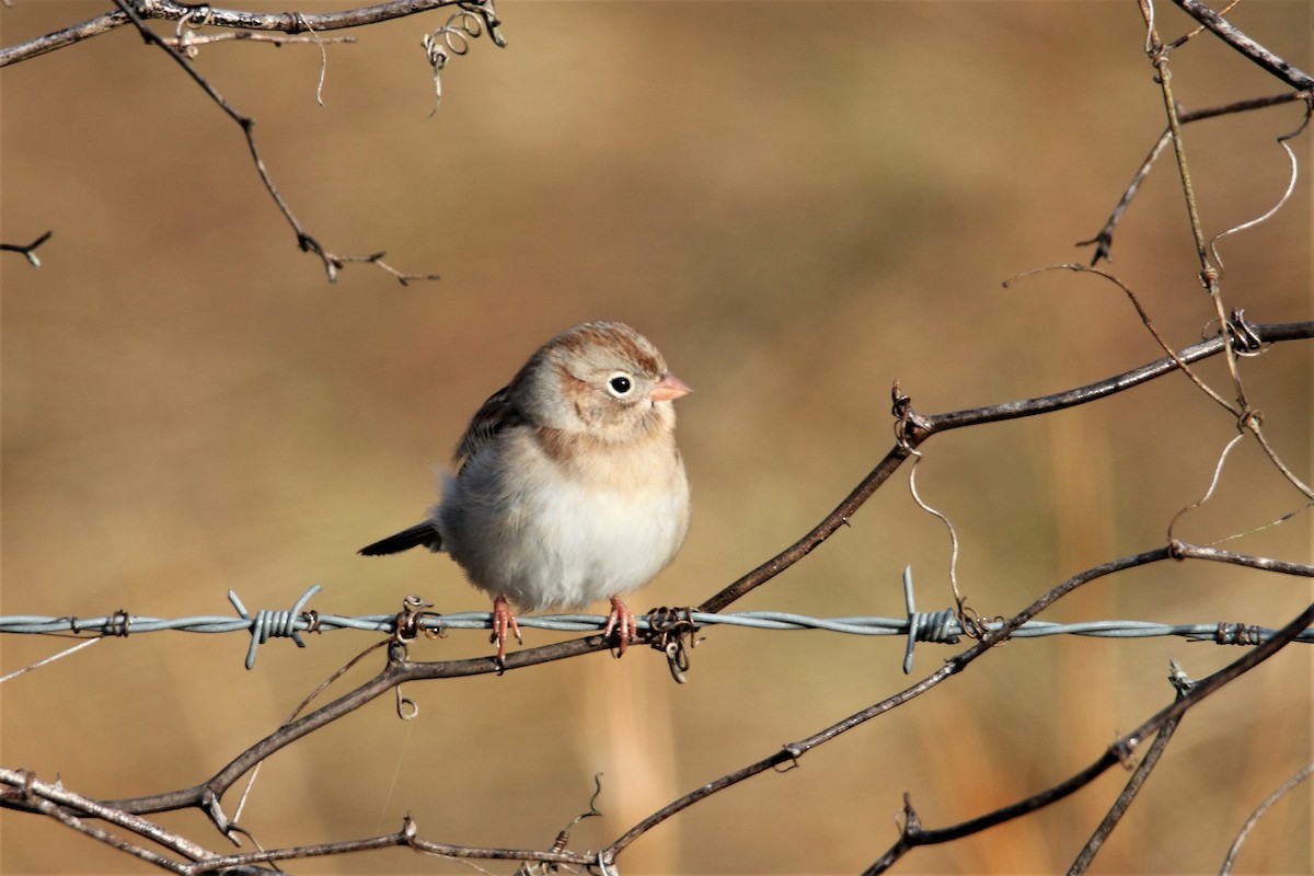 Field Sparrow - ML285908961