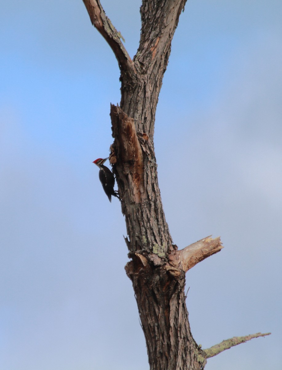 Pileated Woodpecker - ML285909531