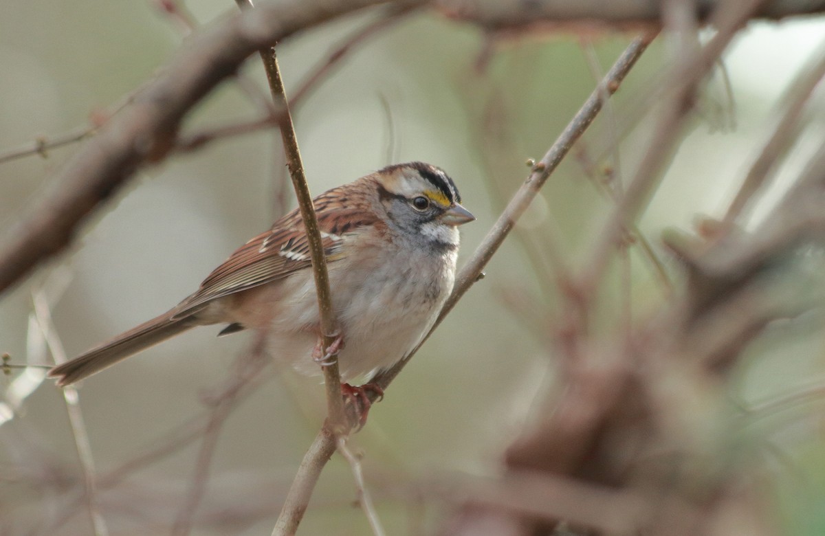 White-throated Sparrow - Stella Tea