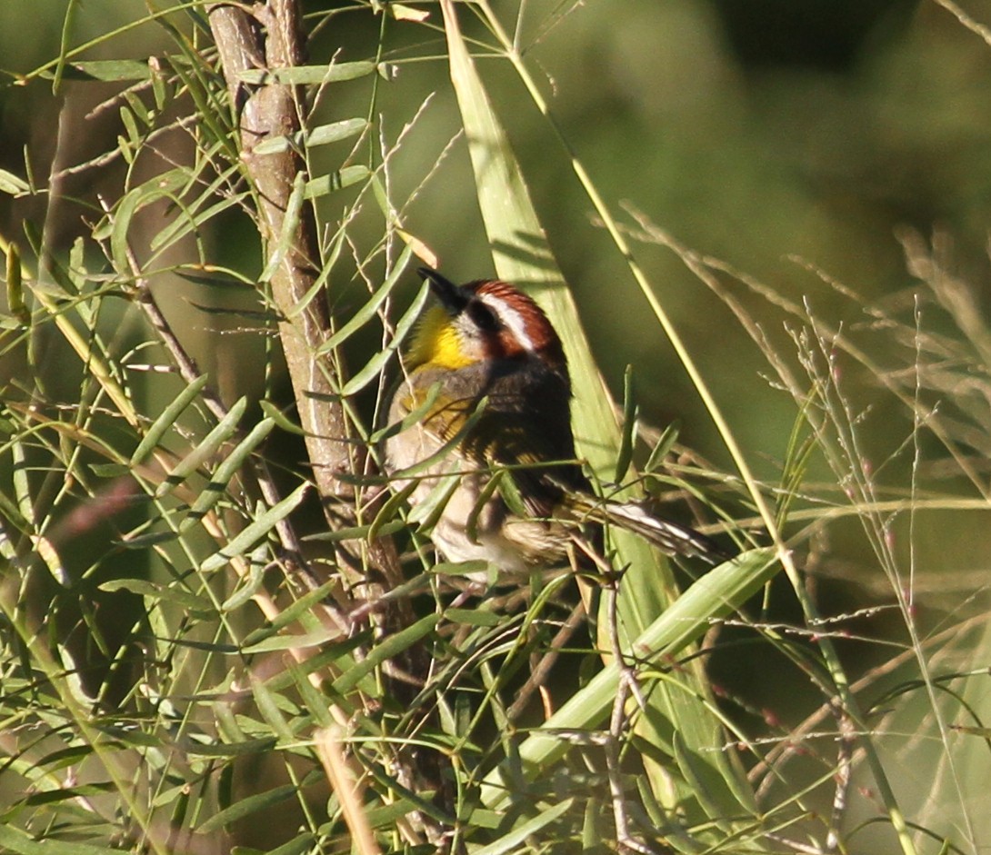 Rufous-capped Warbler - ML285911691