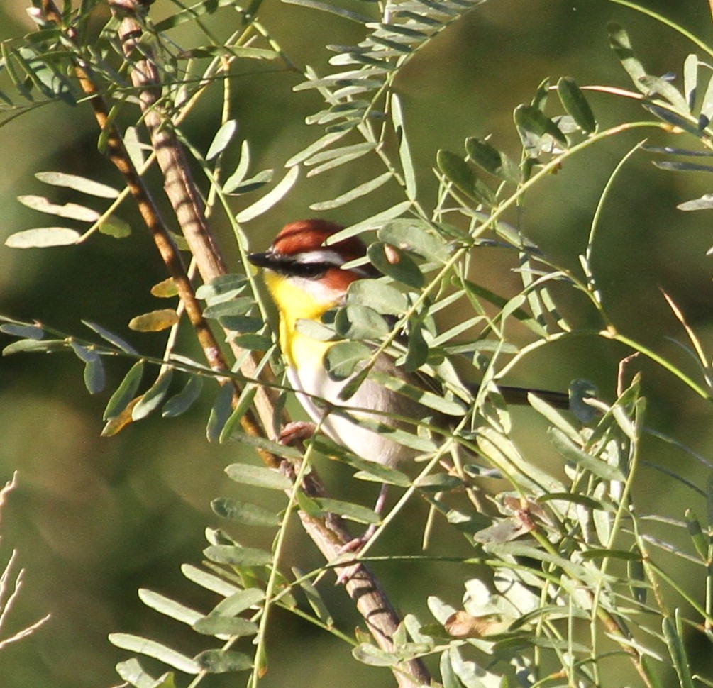Rufous-capped Warbler - ML285911701