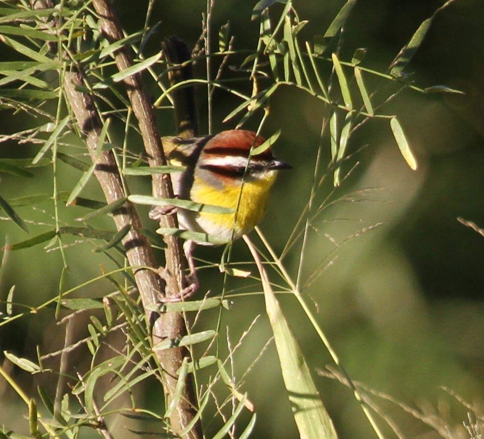 Rufous-capped Warbler - ML285911711